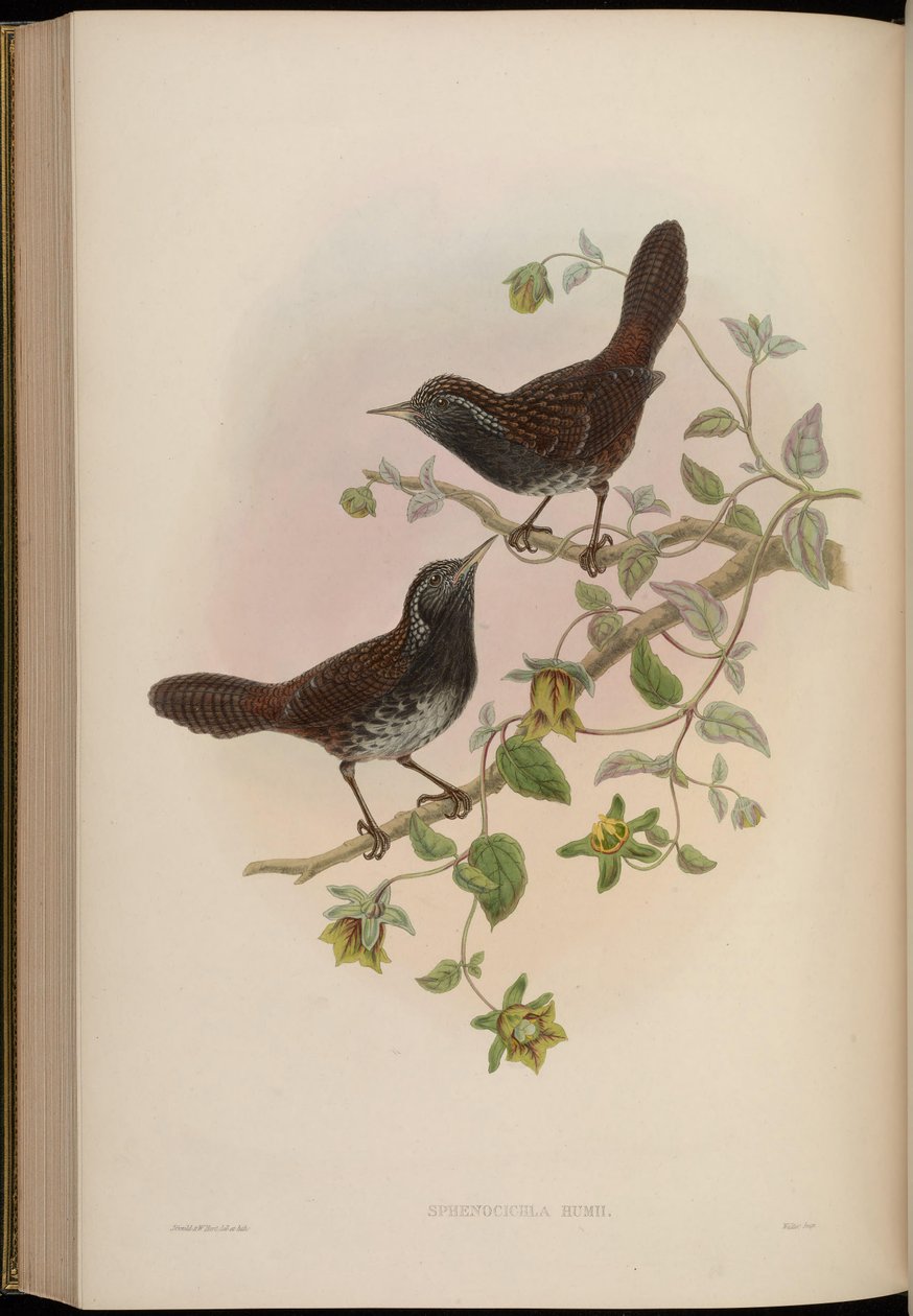 sfenocichla humii by John Gould