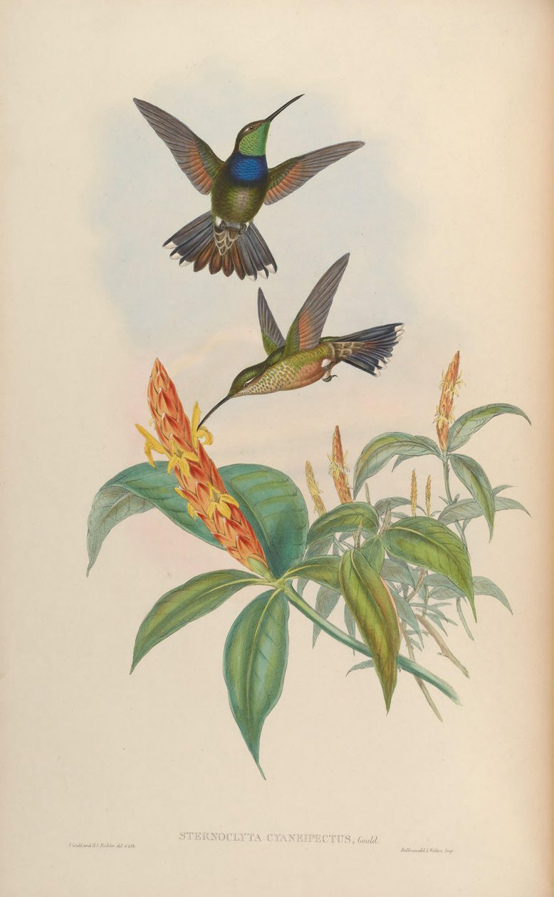 Sternoclyta cyanopectus by John Gould