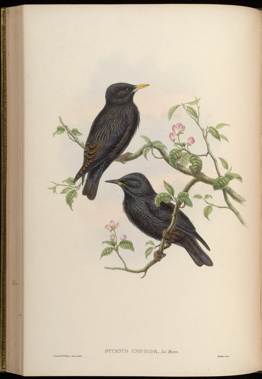Sturnus tek renkli by John Gould