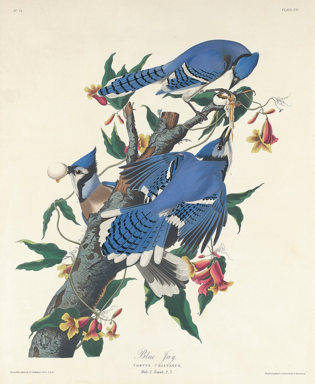 Mavi Alakarga, 1831 by John James Audubon