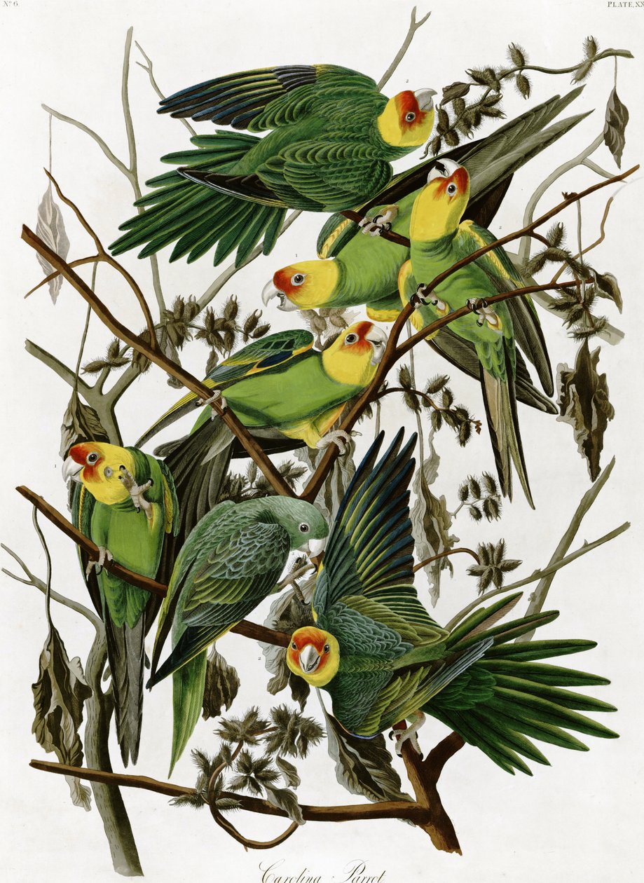 John James Audubon tarafından Carolina muhabbet kuşları (1833) by John James Audubon