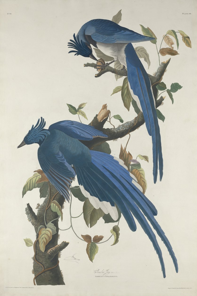 Columbia Jay, 1830 (Whatman kağıdına elle boyanmış gravür ve aquatint) by John James Audubon