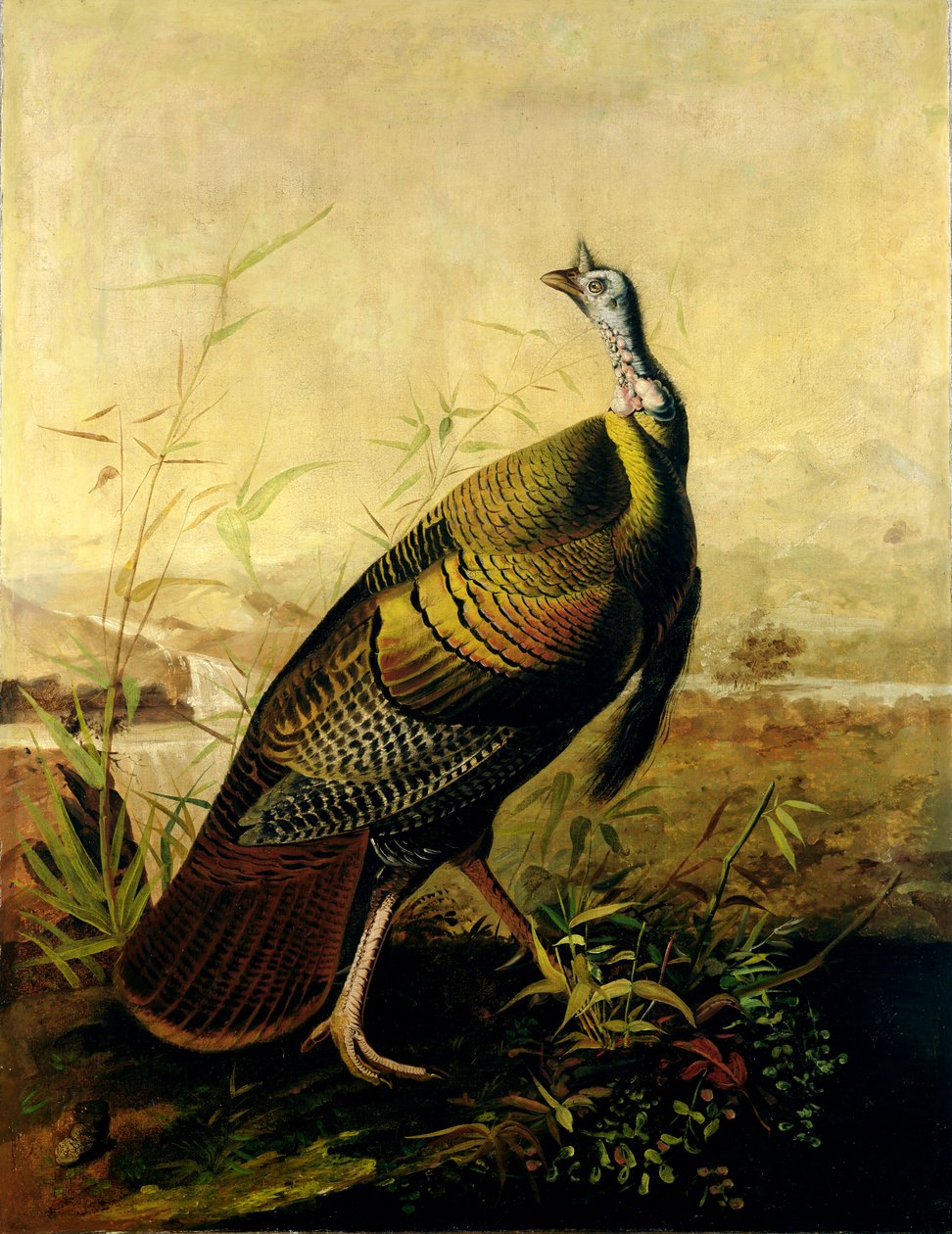 ಅಮೇರಿಕನ್ ವೈಲ್ಡ್ ಟರ್ಕಿ ಕಾಕ್ ಟರ್ಕ್ by John James Audubon