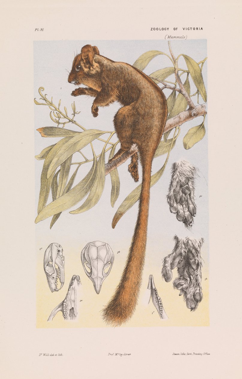 Leadbeaters Opossum, Gymnobelideus leadbeateri by John James Wild