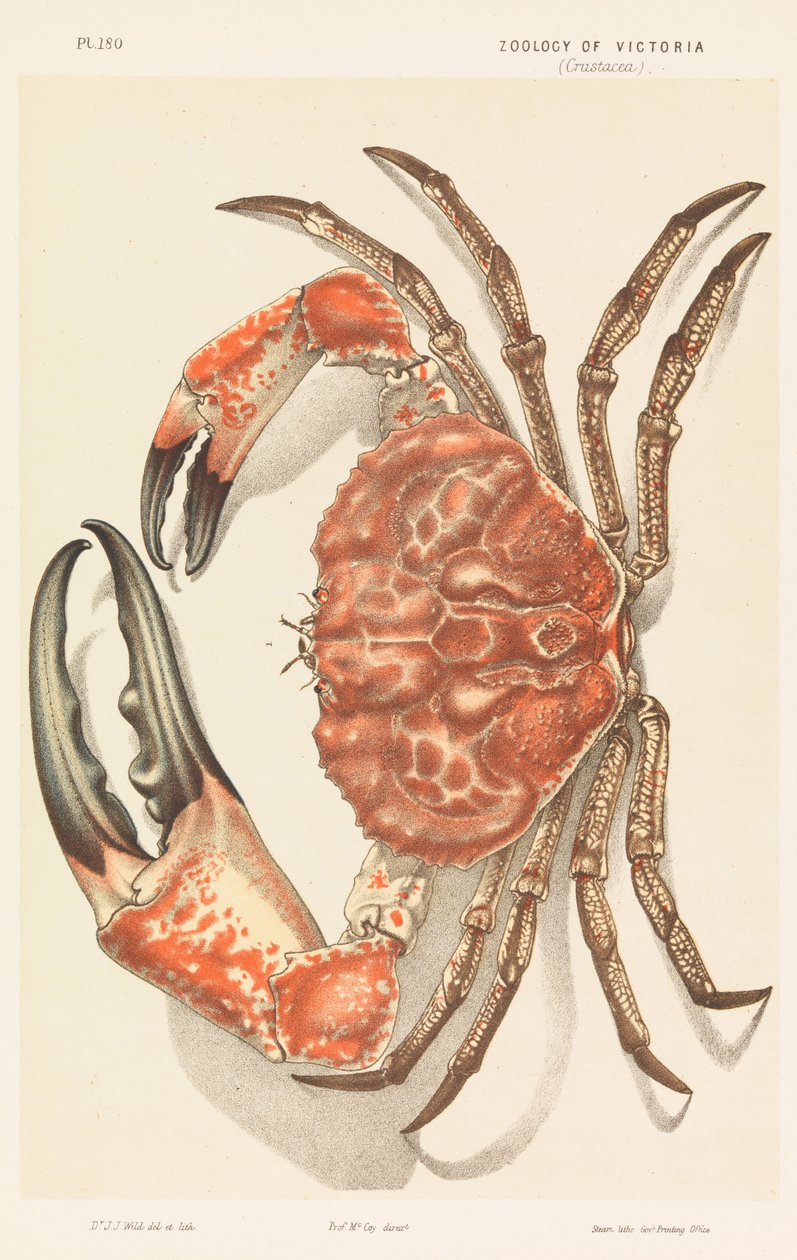 Tazmanya Dev Yengeç, Pseudocarcinus gigas by John James Wild