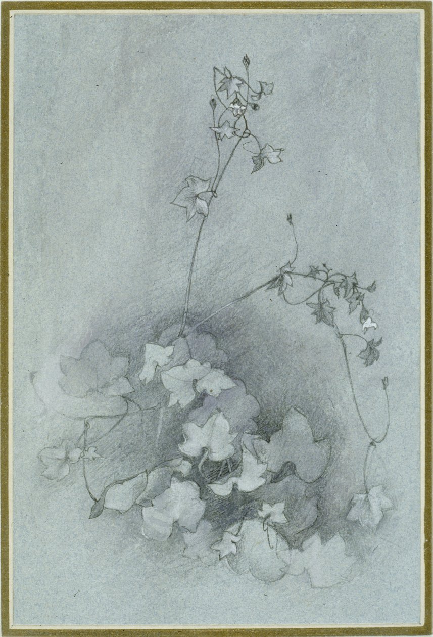 Sarmaşık Yapraklı Toadflax (
