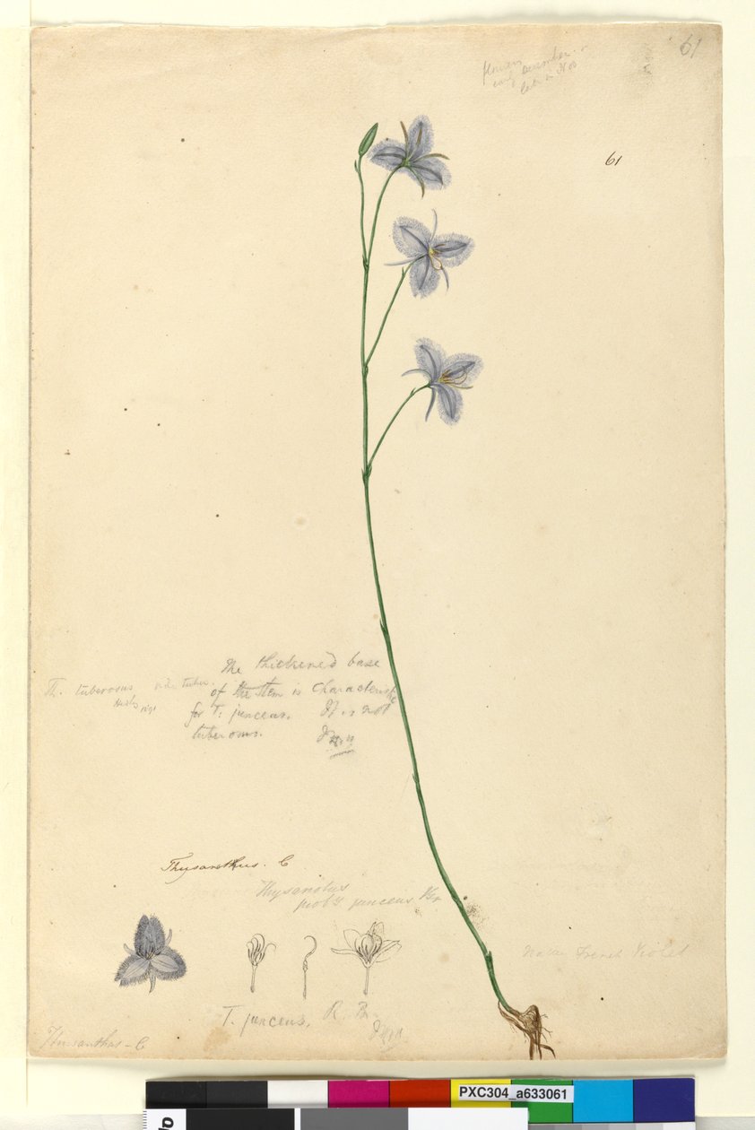 Page 61. Thysanotus, c.1803-06 (wc, pen, ink and pencil) by John William Lewin