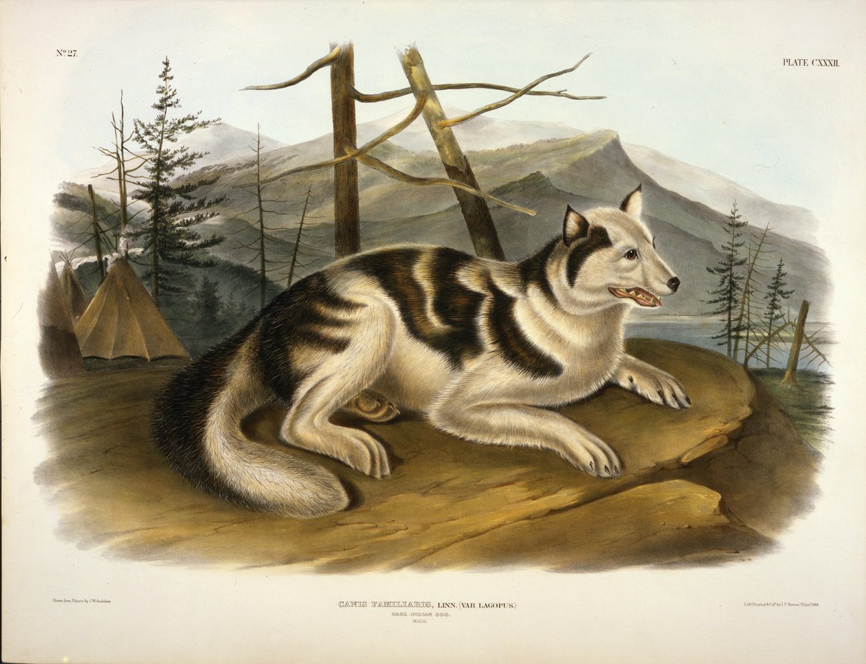 Tavşan Hint Köpeği by John Woodhouse Audubon