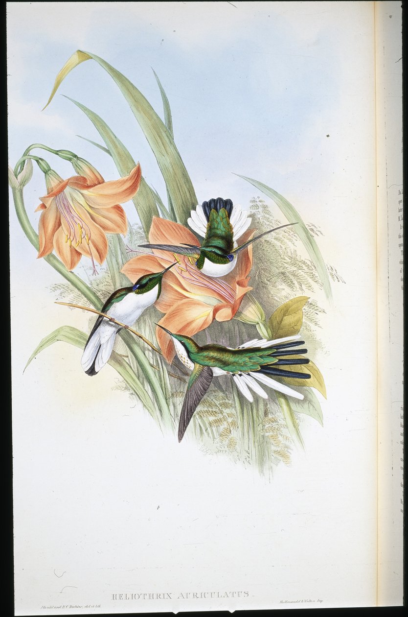 Brezilya Perisi (Heliothrix Auriculatus) (el renginde taş) by John (after) Gould