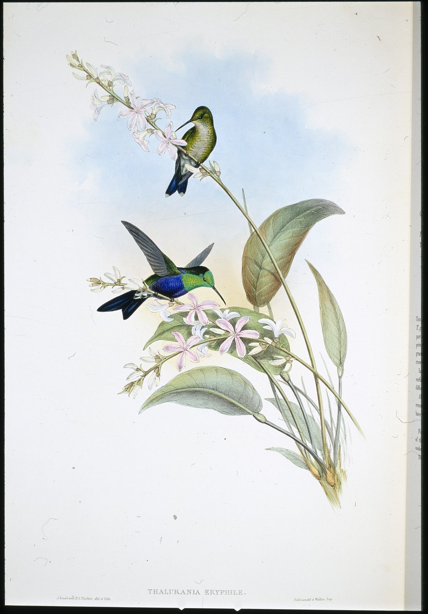 Brezilya Panoplitleri (Thalurania Eryphile) (el renginde taş) by John (after) Gould