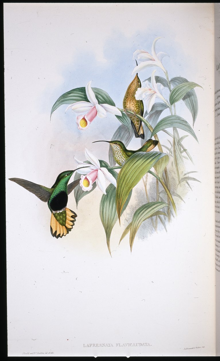 Buff kuyruklu Kadife göğüs (Lafresnaya Flavicaudata) (el renginde taş) by John (after) Gould