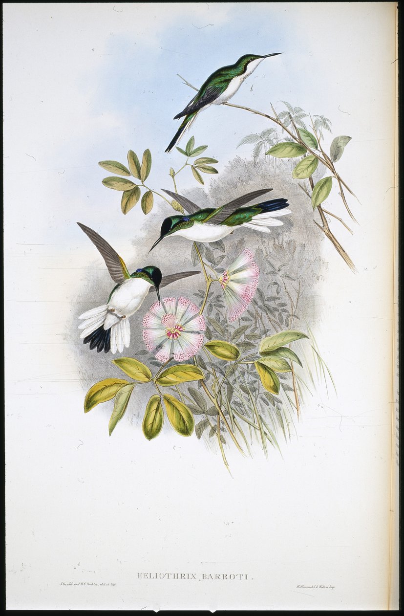 Kolomb Perisi (Heliothrix Barroti) (el boyaması taş) by John (after) Gould