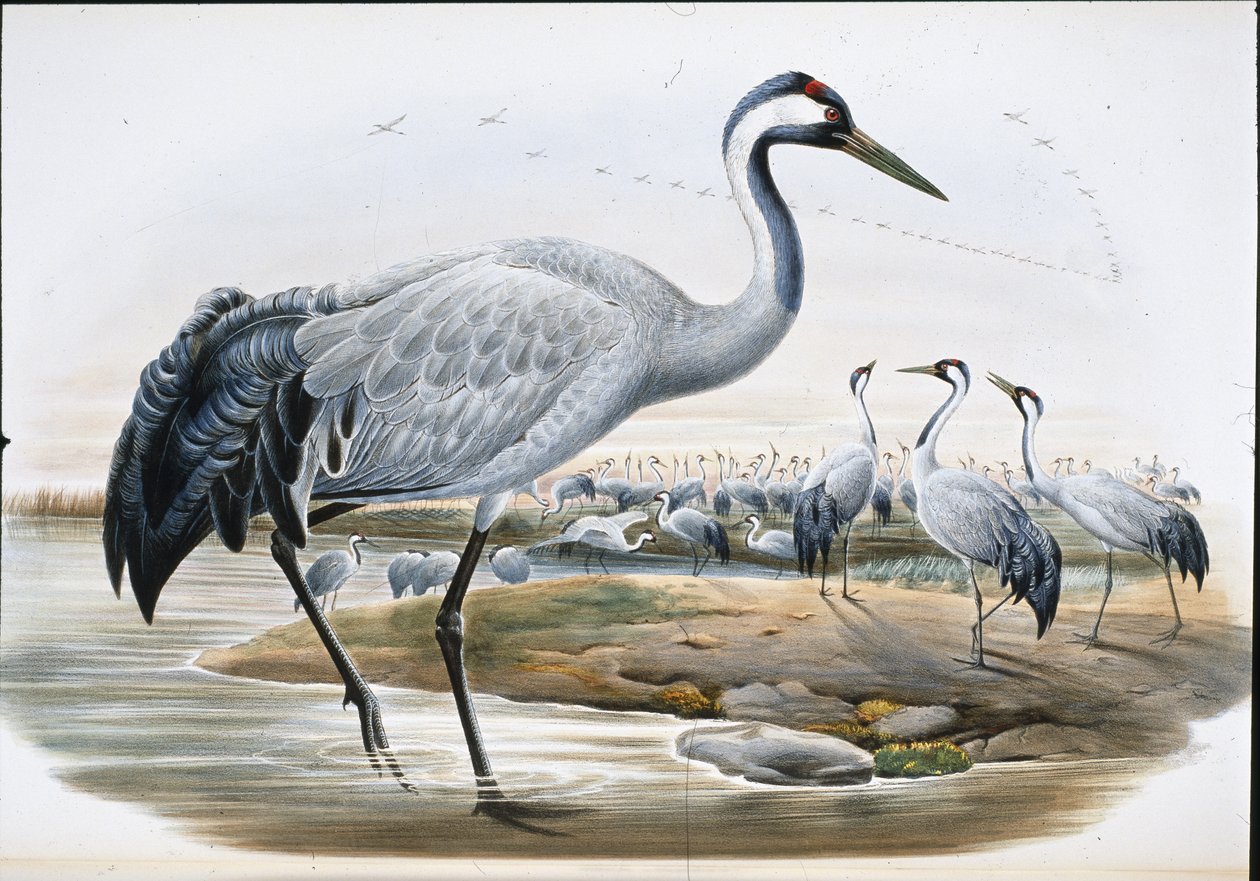 Ortak Turna (Grus Cinerea0 (el renginde taş) by John (after) Gould
