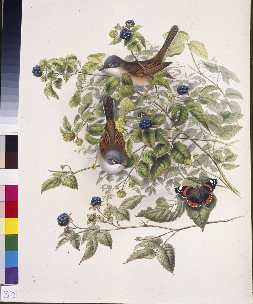 Ortak Whitethroat (Sylvia communis) (el renginde taş) by John (after) Gould