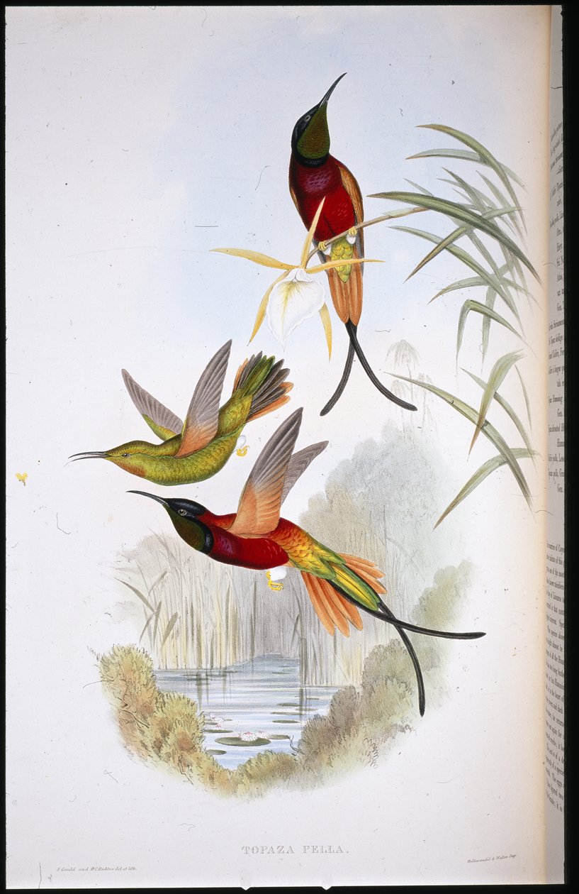 Kızıl Topaz (Topaza Pella) (el boyaması taş) by John (after) Gould