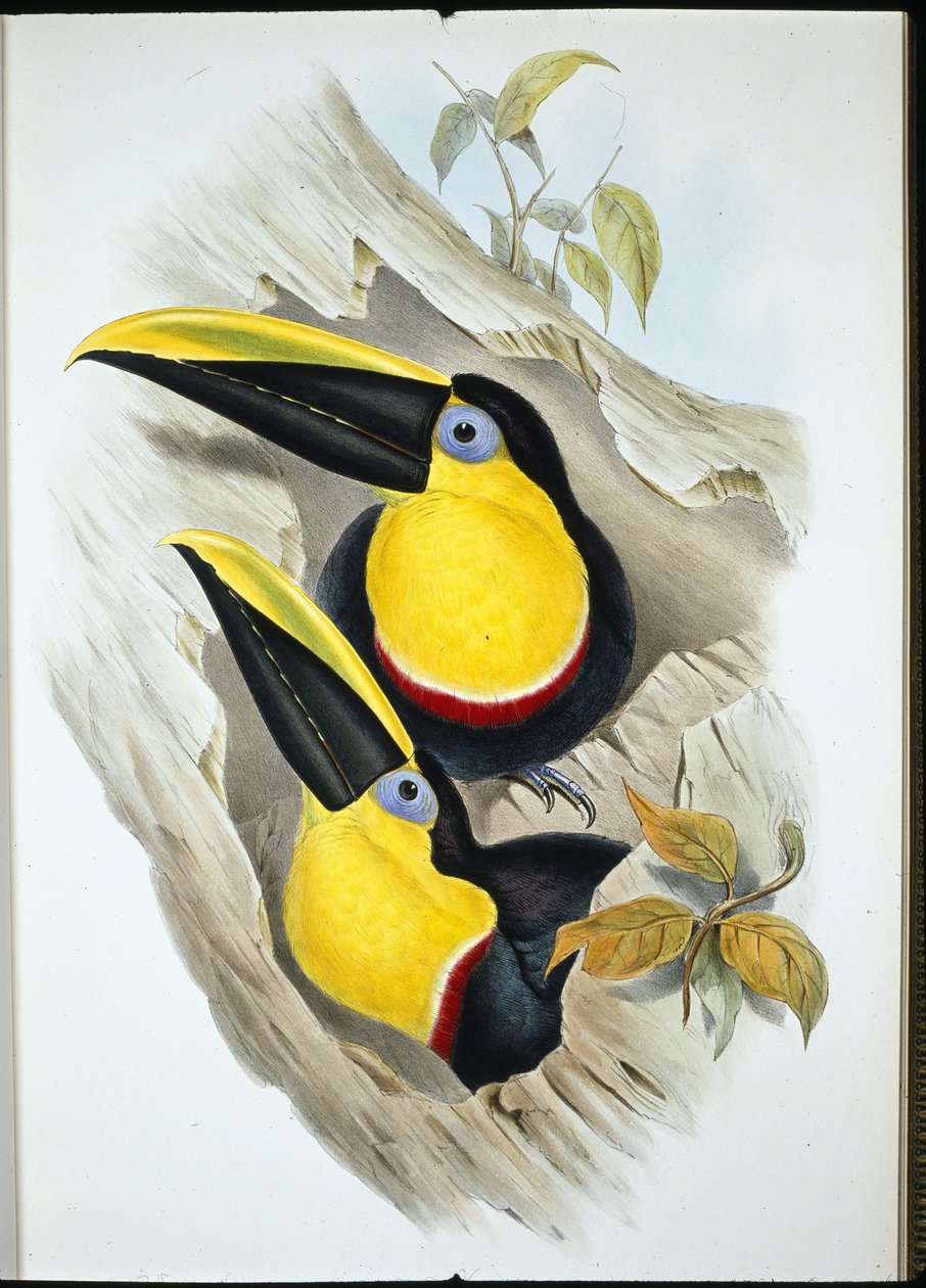 Şüpheli Tukan (Ramphastos Ambiguus) (el boyaması taş) by John (after) Gould