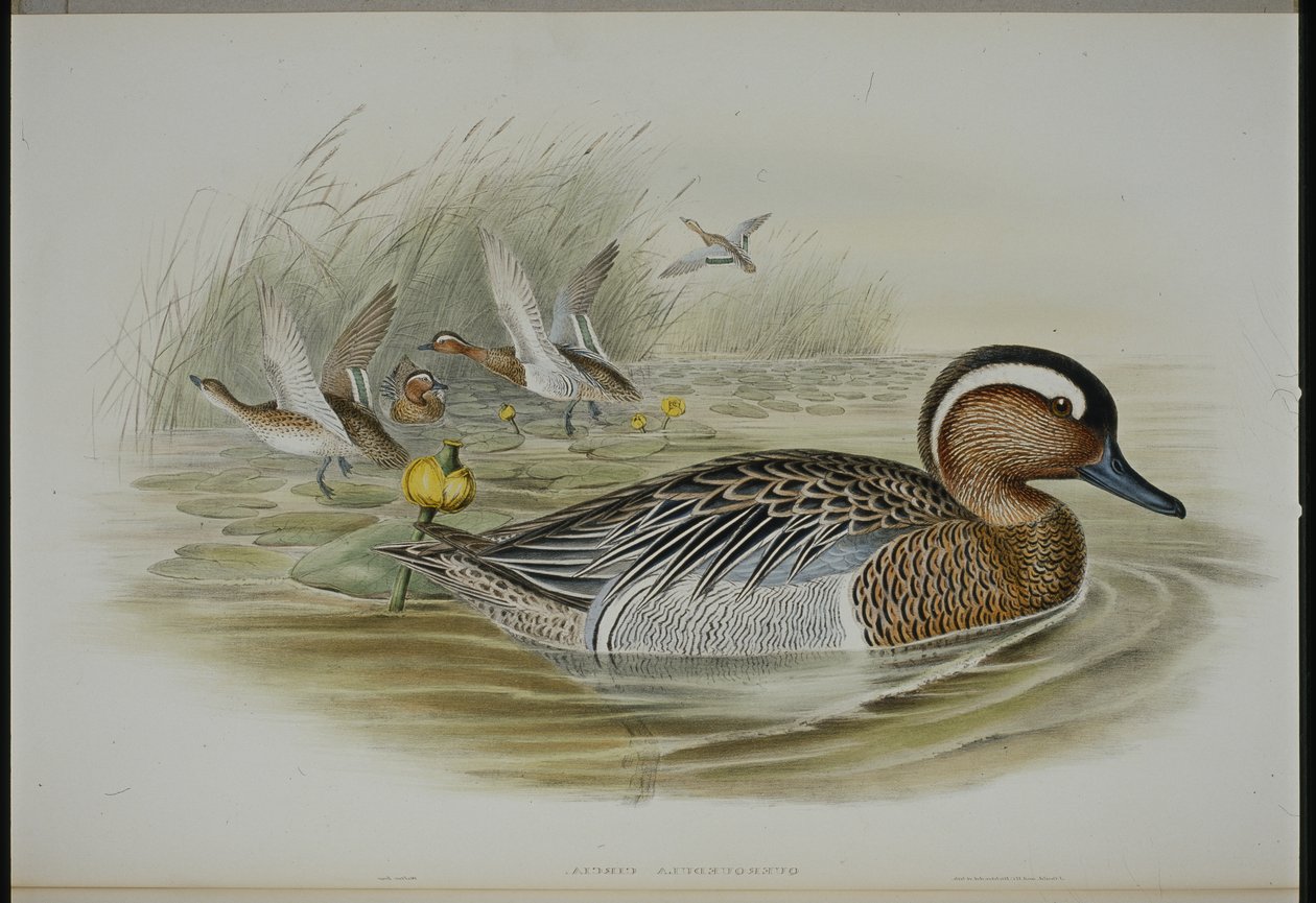 Garganey (Querquedula Circa) (el boyaması taş) by John (after) Gould