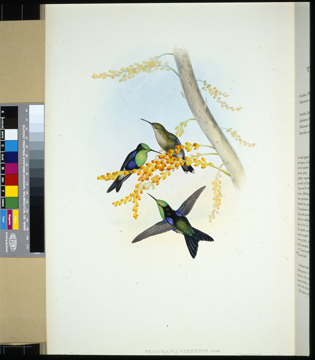 Yeşil tepeli Panoplitler (thalurania verticeps) (el renginde taş) by John (after) Gould