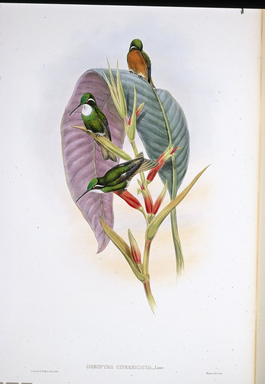 Gri kuyruklu sinek kuşu (Oreopyra Cinerea Cauda) (el renginde taş) by John (after) Gould