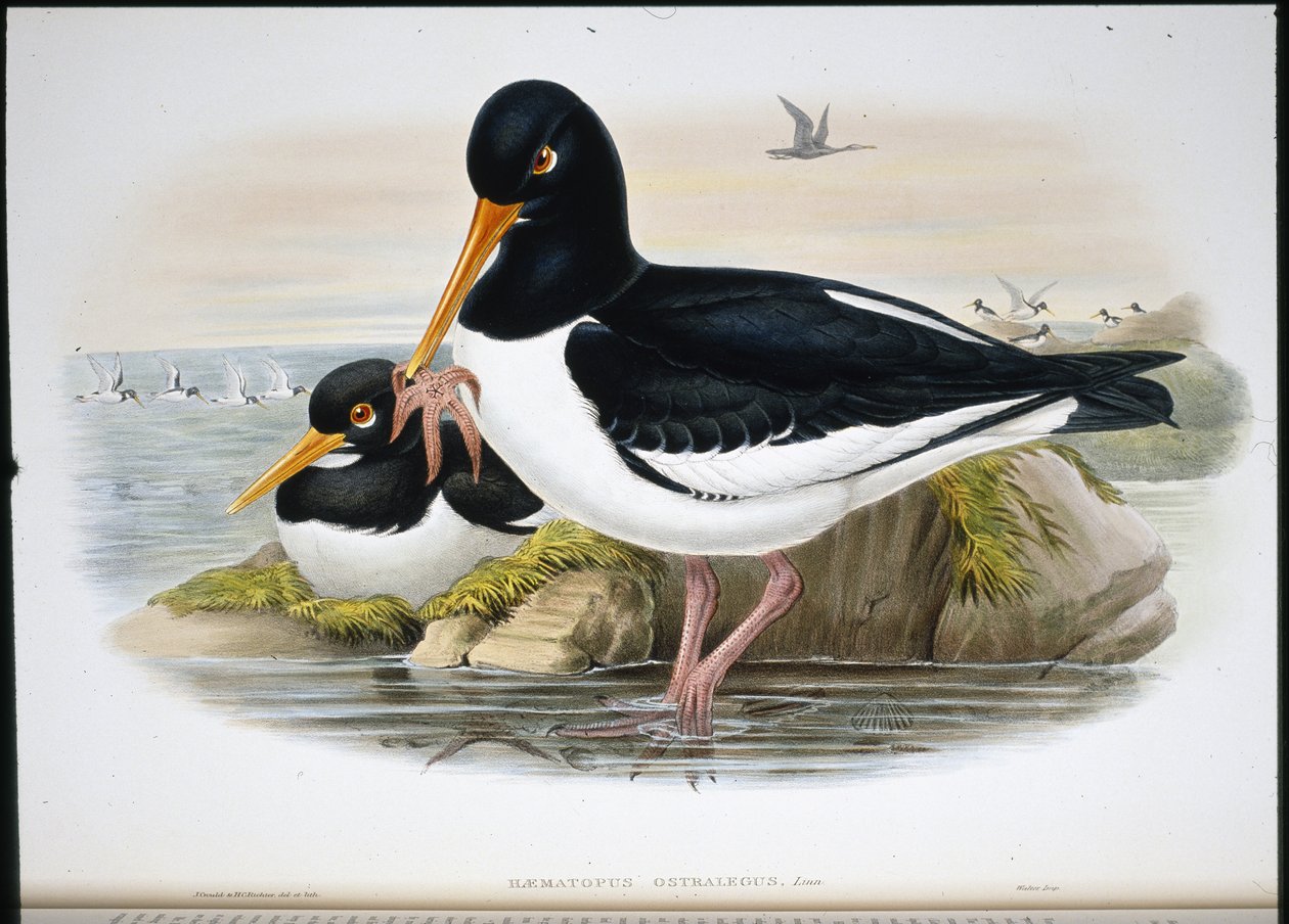 İstiridye Yakalayıcı (Heamatopus Ostralegus) (el renginde taş) by John (after) Gould