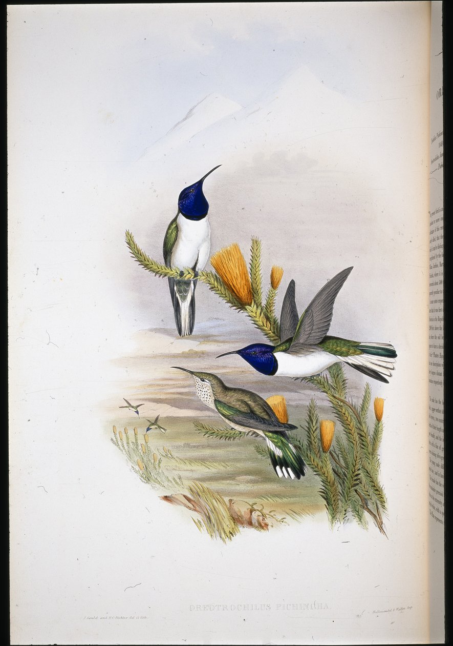 Pichinchian Tepe yıldızı (Oreotrochilus Pichincha) (el renginde taş) by John (after) Gould