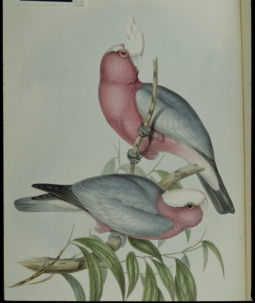 Gül göğüslü Kakadu (Cacatua Eos) (el renginde taş) by John (after) Gould