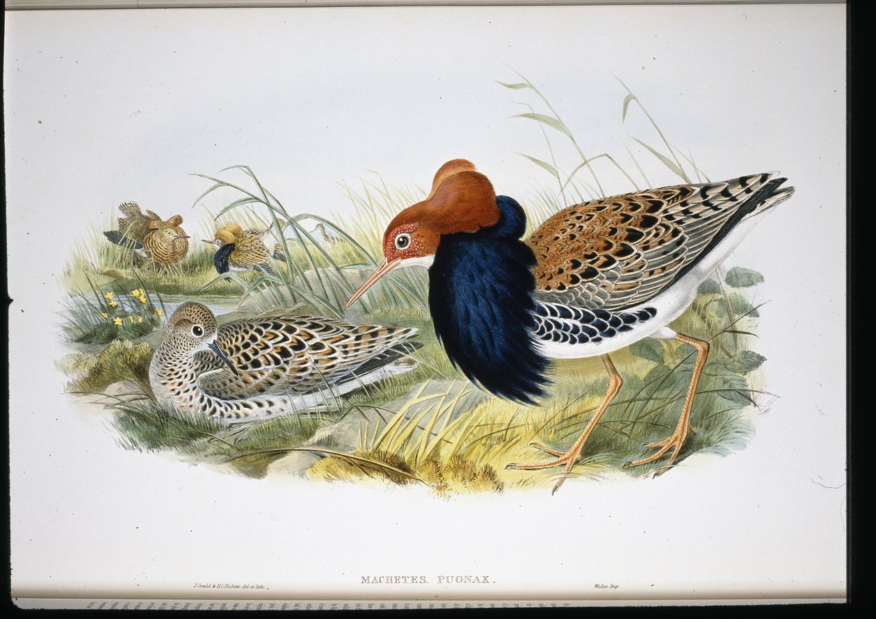 Ruff (Machetes Pugnax) (el renginde taş) by John (after) Gould