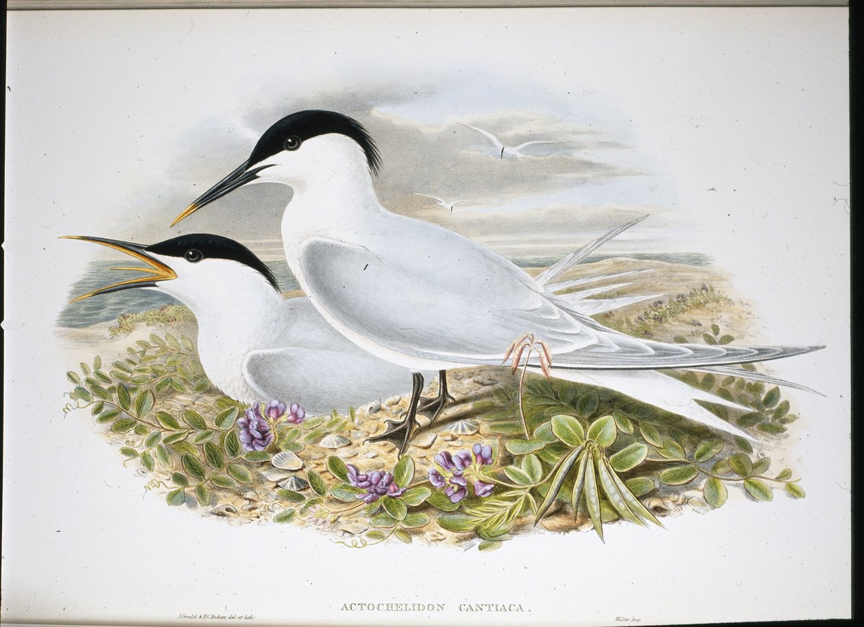 Sandviç Sumru (Actochel Cantiaca) (el renginde taş) by John (after) Gould