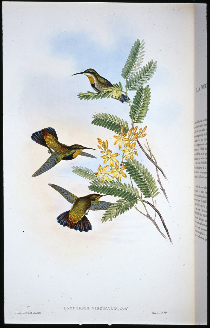 Sombre Sabre-wing (Campylopterus Obscurus) (el renginde taş) by John (after) Gould