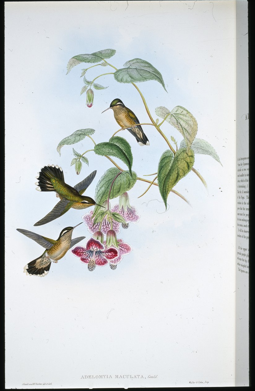 Benekli Adelomyia (Adelomyia Maculata) (el renginde taş) by John (after) Gould