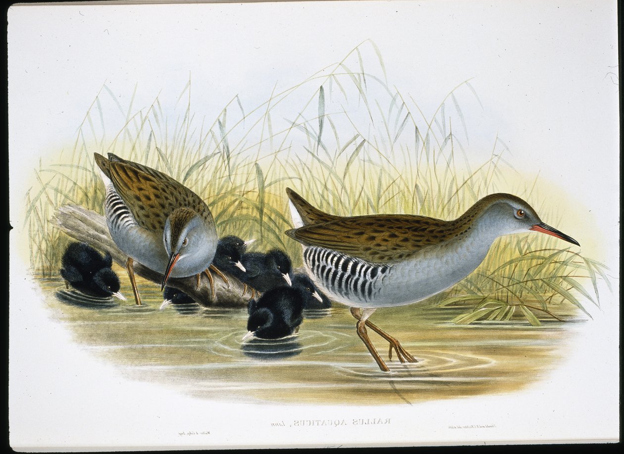 Su Raylı (Rallus Aquaticus) (el boyaması taş) by John (after) Gould