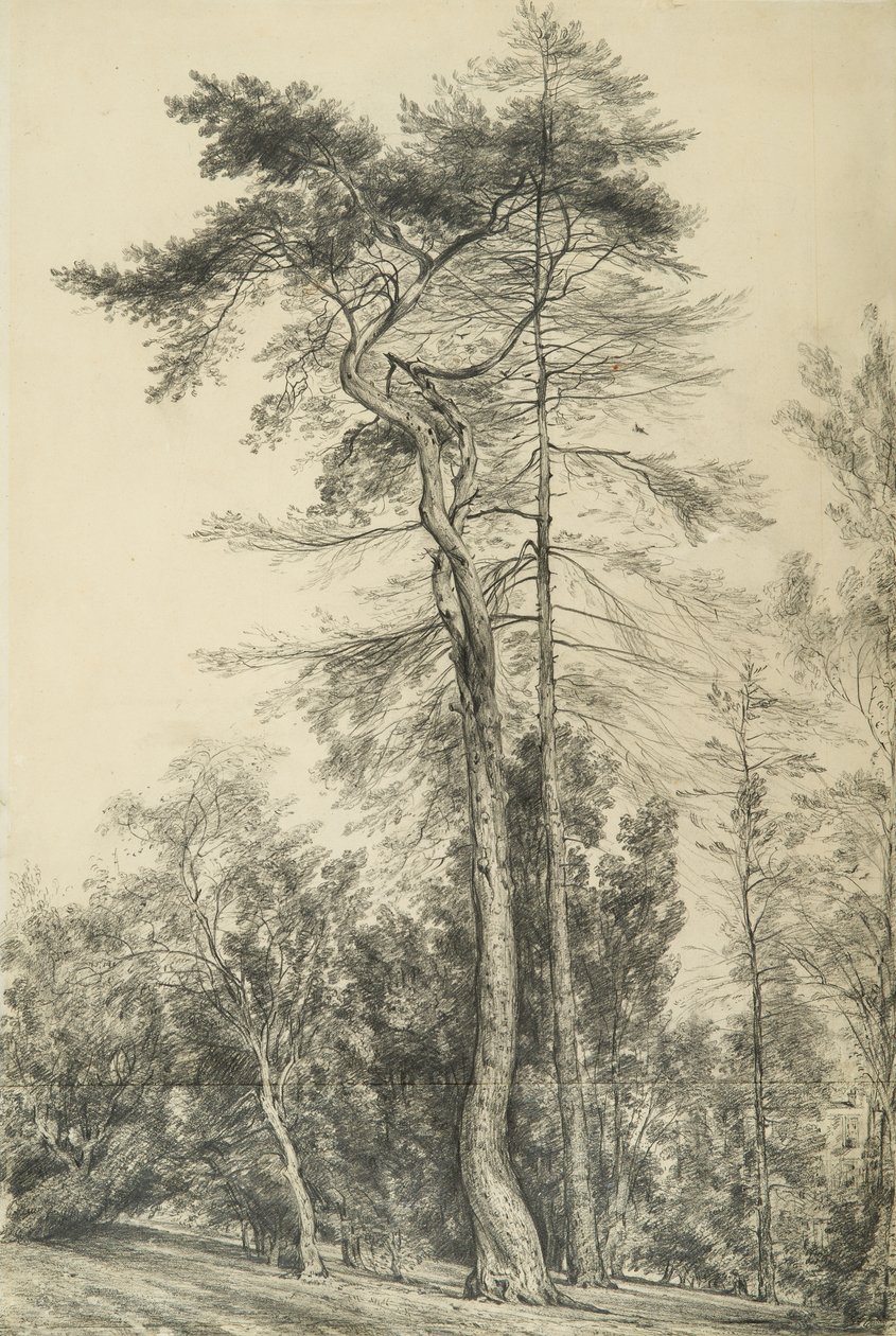 Köknar Ağaçları, c.1833 by John Constable