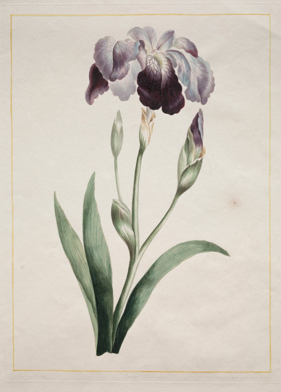 Japon İris (Büyük Mavi İris) by John Edwards