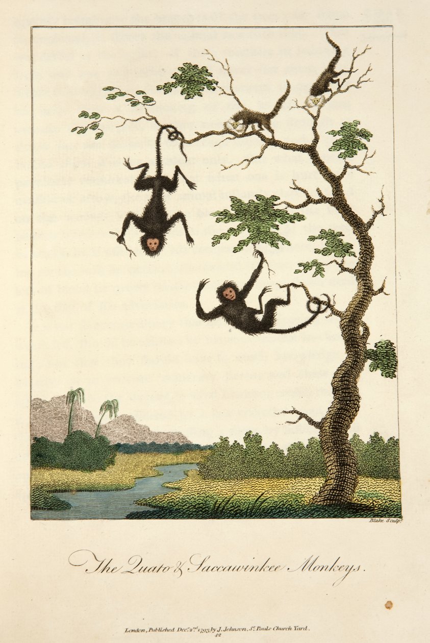 Quato ve Saccawinkee Maymunları by John Gabriel Stedman