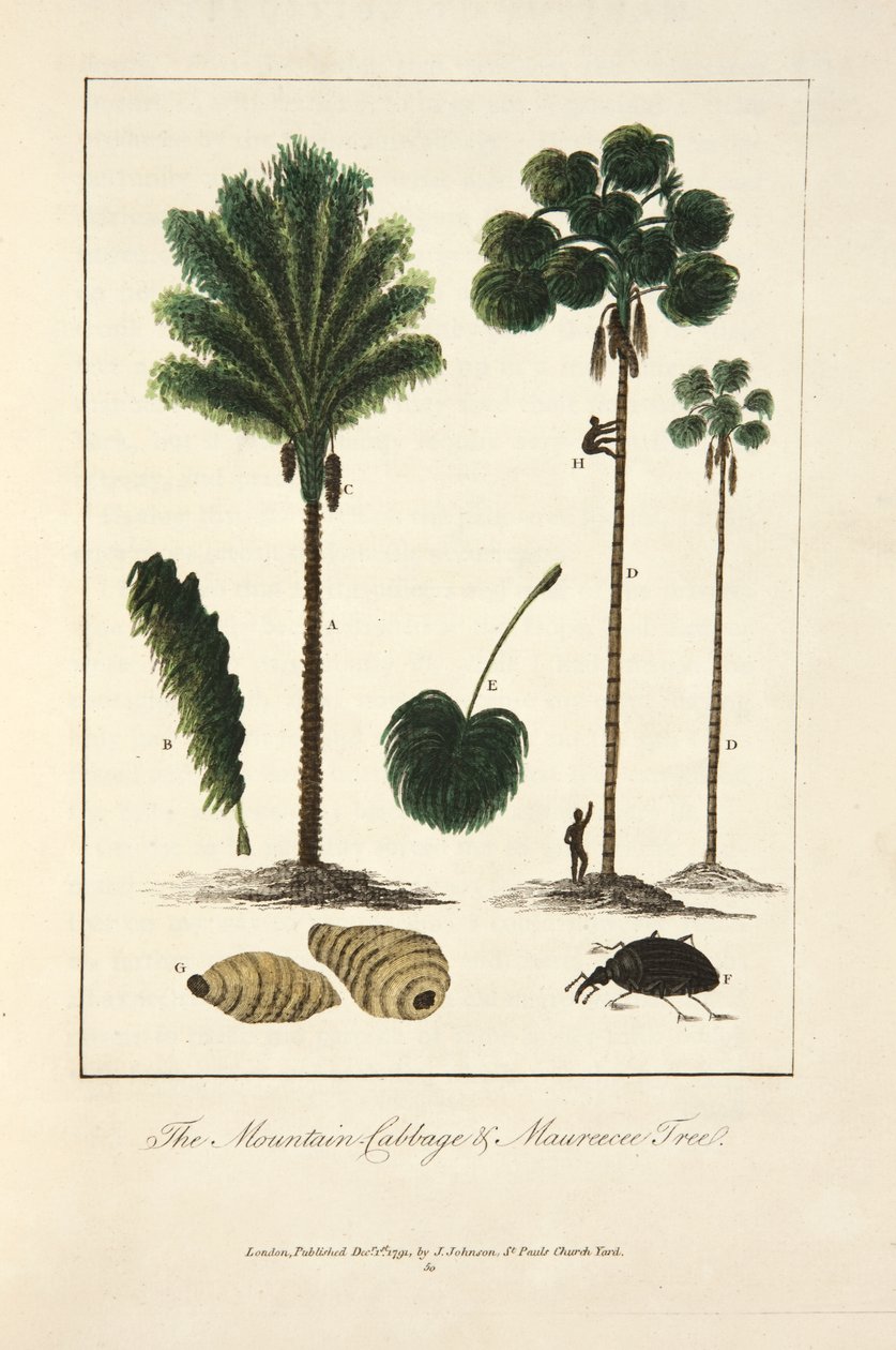 Dağ lahanası ve Maureecee ağacı by John Gabriel Stedman