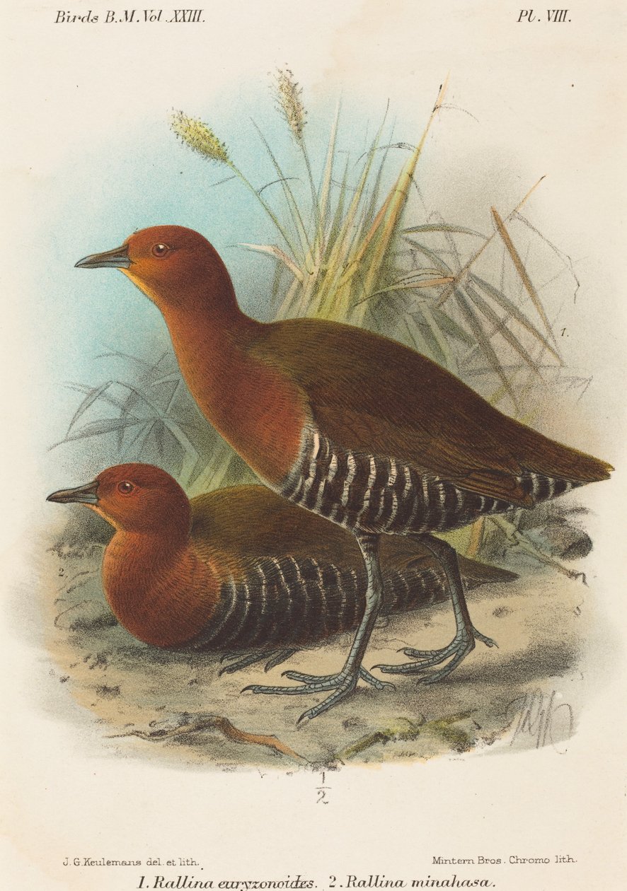 Filipinler Kuşları by John Gerrard Keulemans