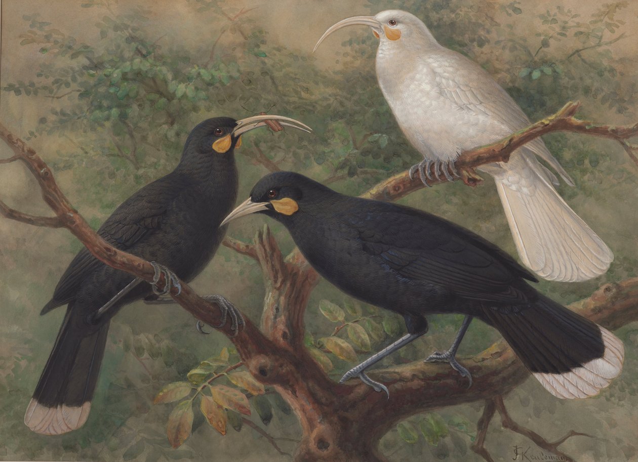  by John Gerrard Keulemans