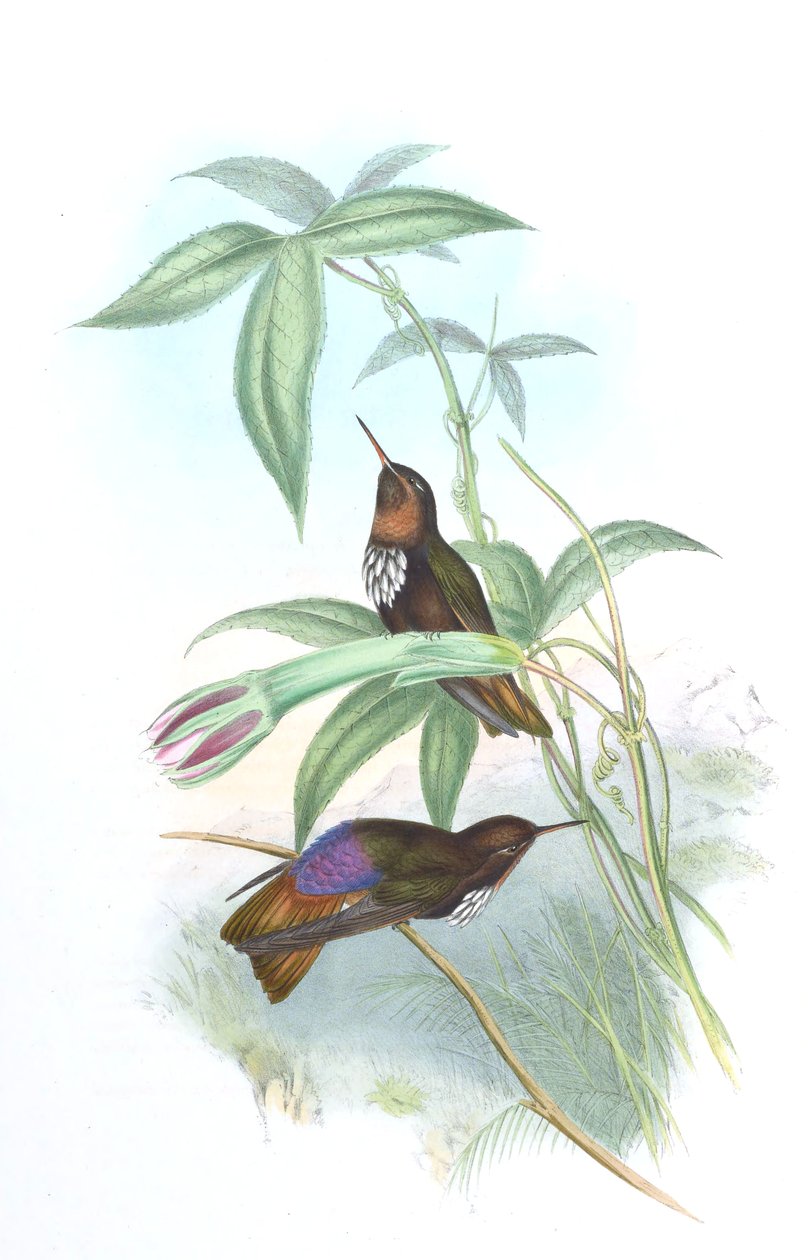 Aglaeactis castelnaui by John Gould
