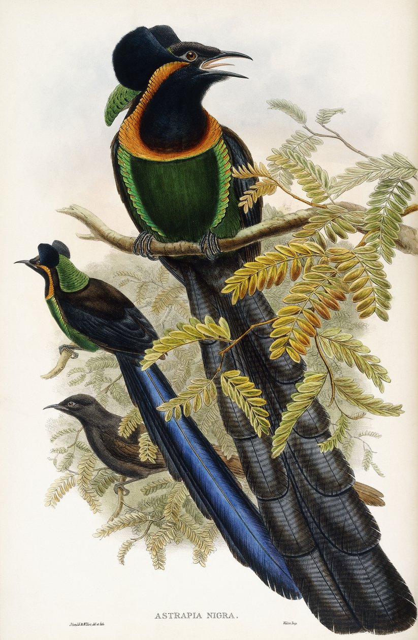 Astrapian Eser by John Gould
