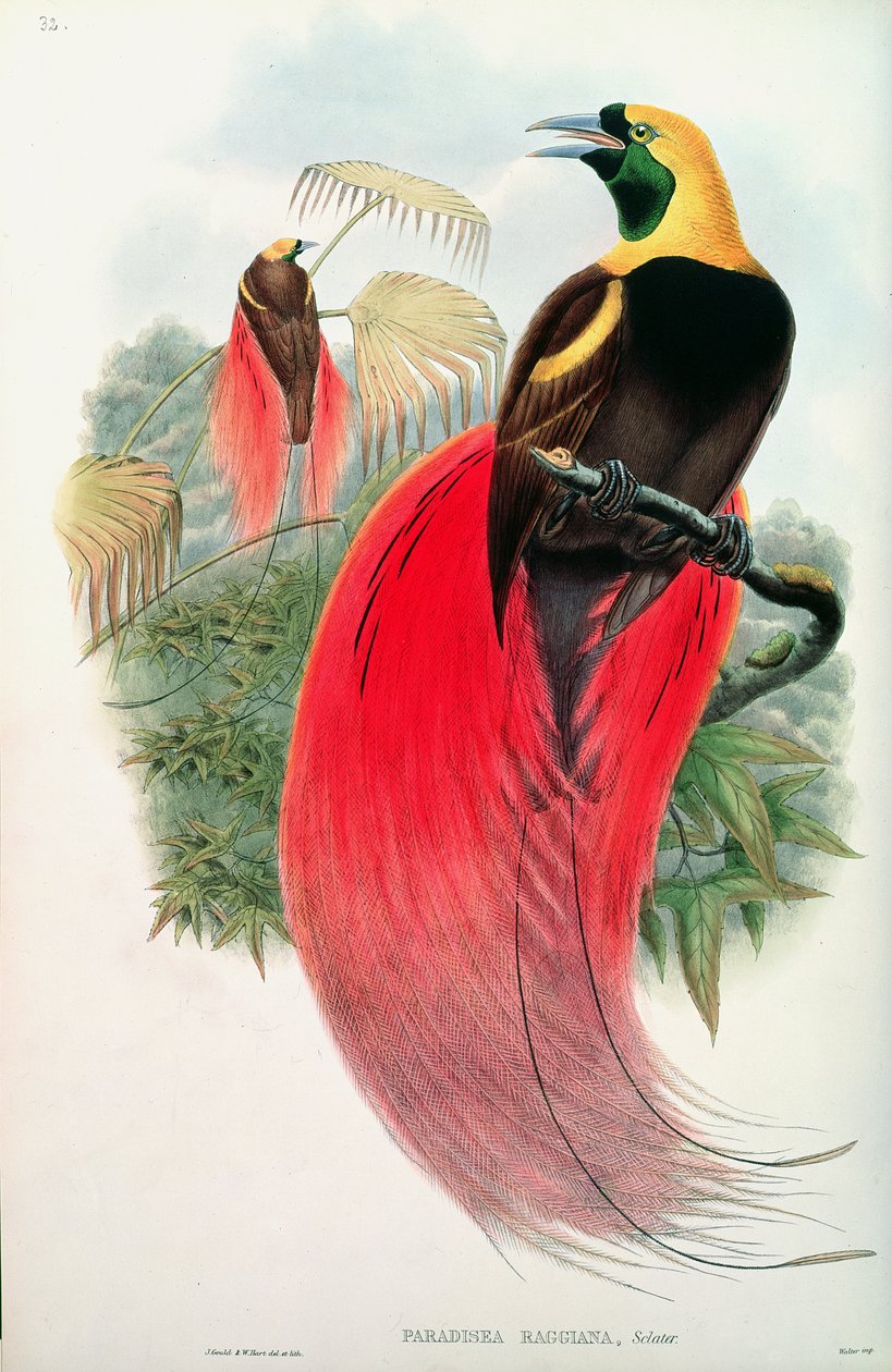 T. Walter tarafından oyulmuş Cennet Kuşu by John Gould