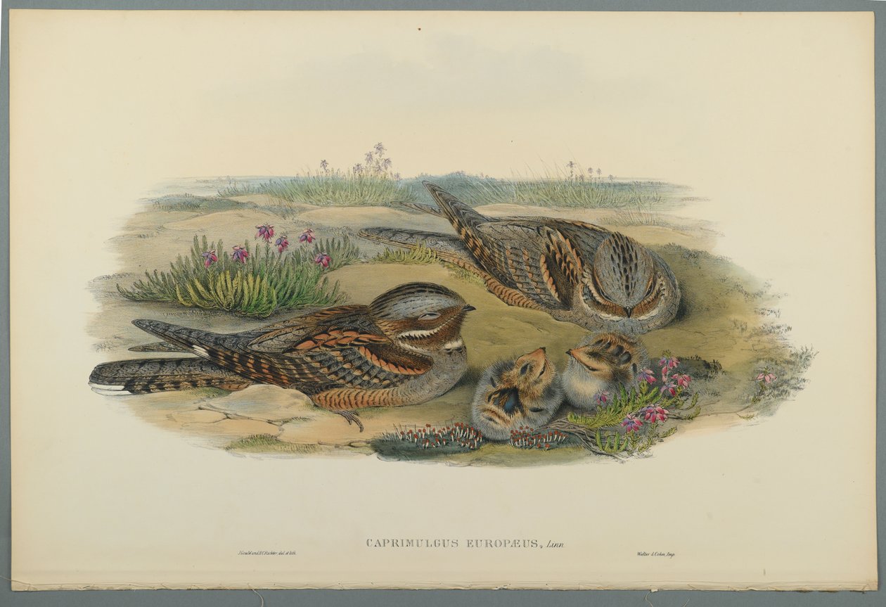 Caprimulgus Europaeus (dokuma kağıt üzerinde renkli lito) by John Gould