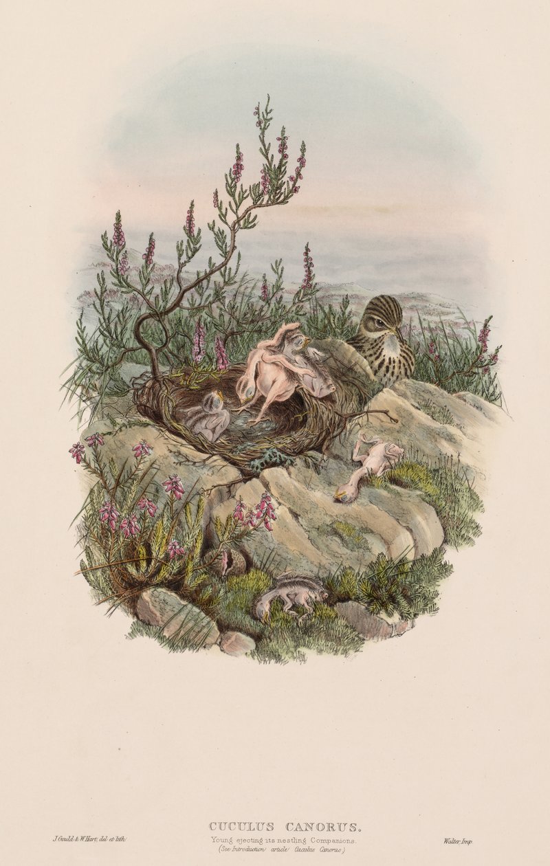 guguk kuşu by John Gould