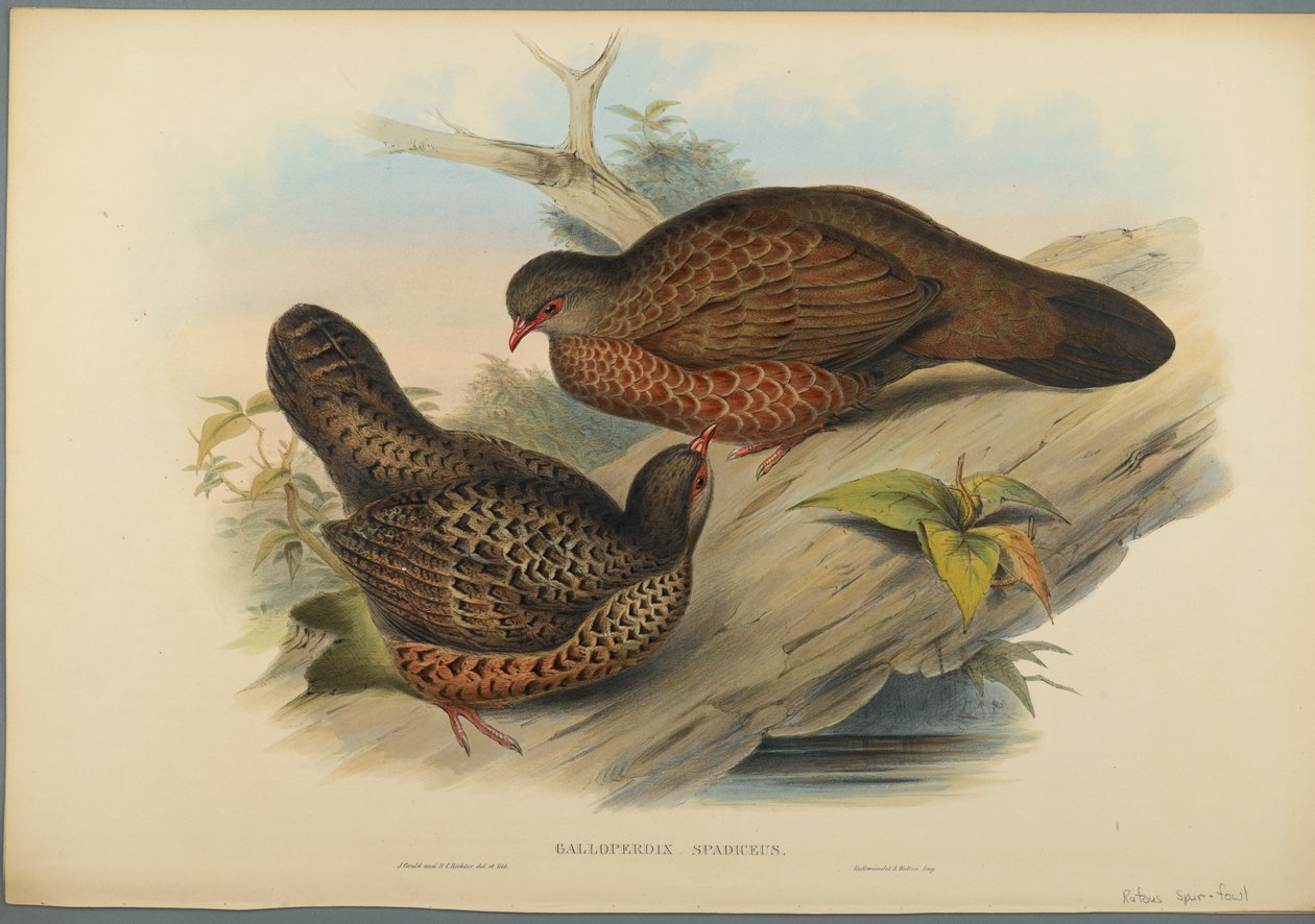 Galloperdix Spadiceus (dokuma kağıt üzerinde renkli lito) by John Gould
