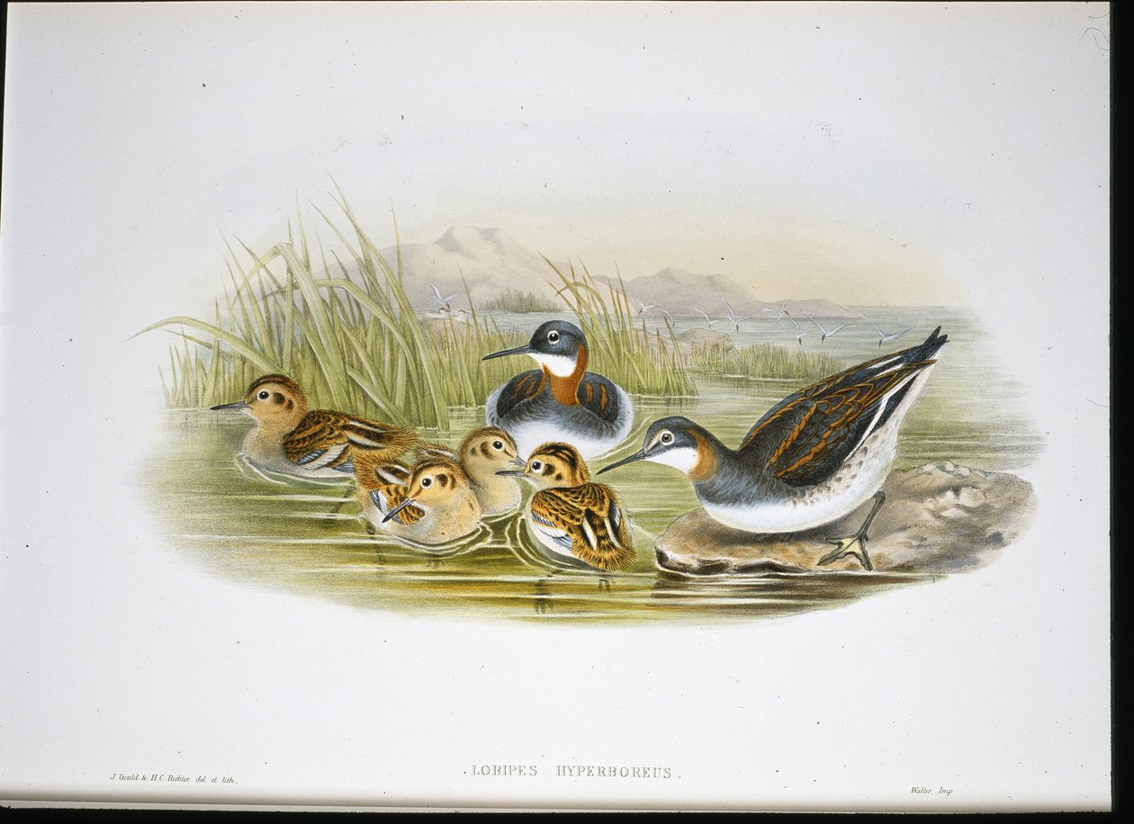 Parlak Ibis (Falcinellus Igneus) (elle boyanmış litho) by John Gould