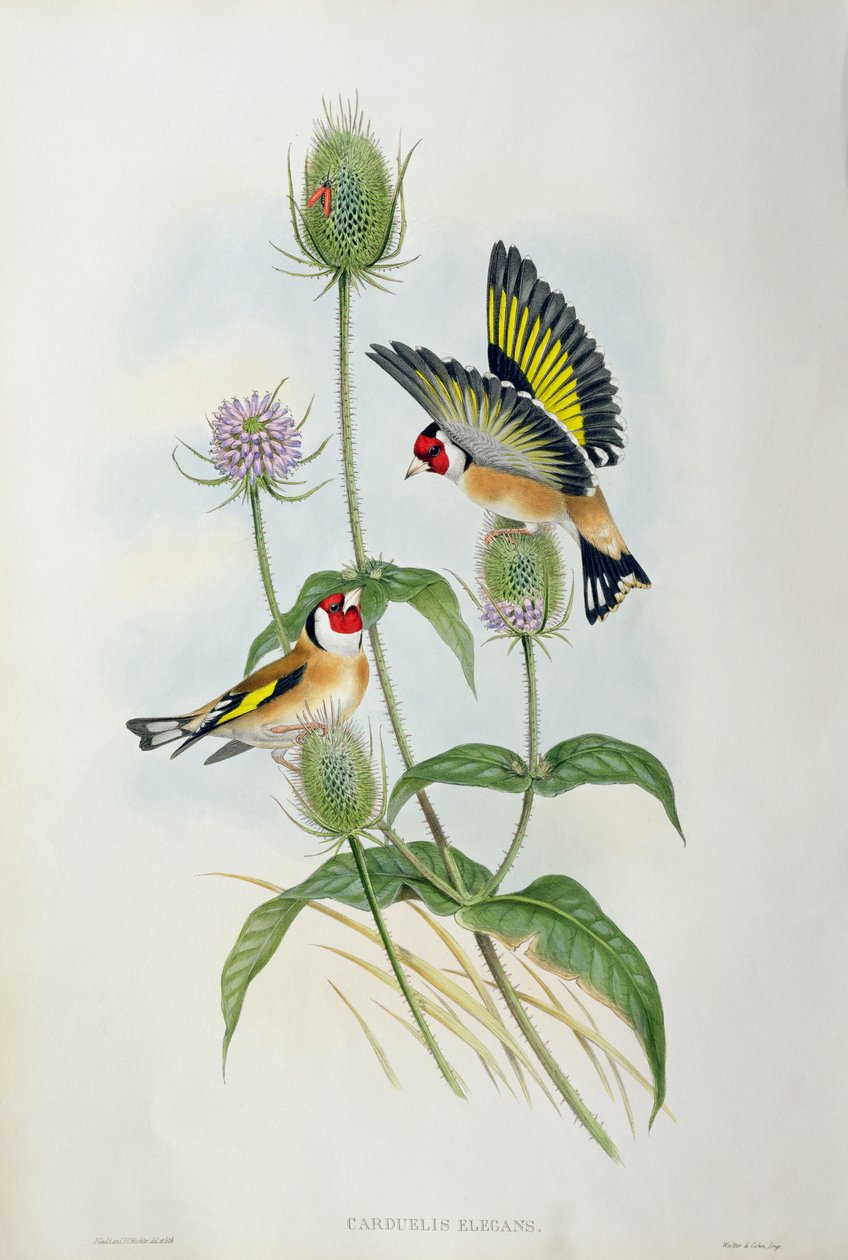 Saka kuşu (Carduelis Elegans) (el renkli taş) by John Gould