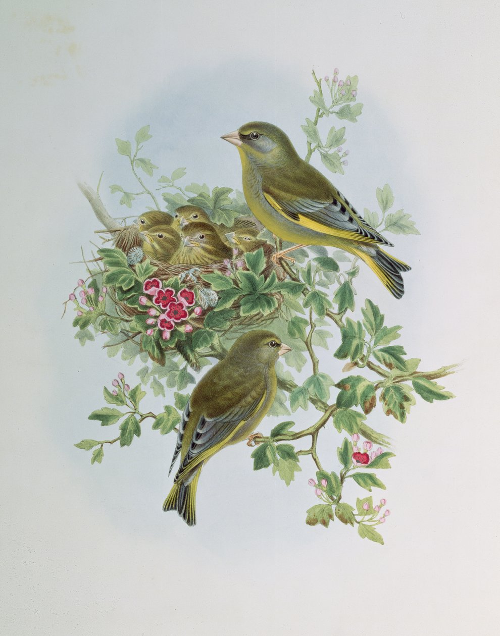 yeşil ispinoz by John Gould
