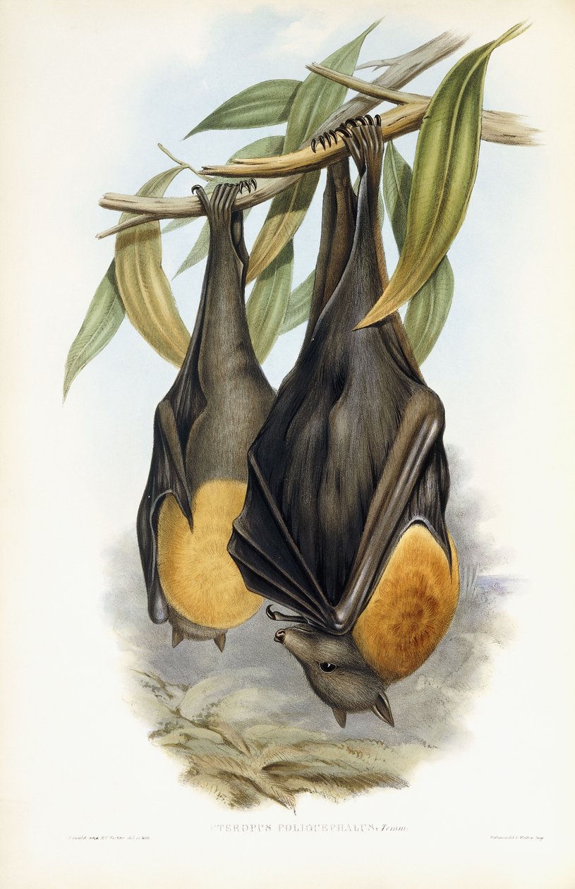Gri Başlı Uçan Tilki by John Gould
