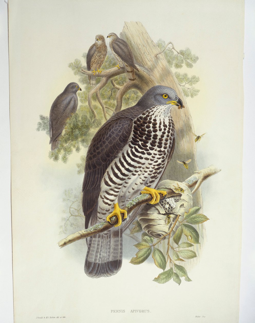 Bal-şahin (Pernis apivorus), illüstrasyon by John Gould