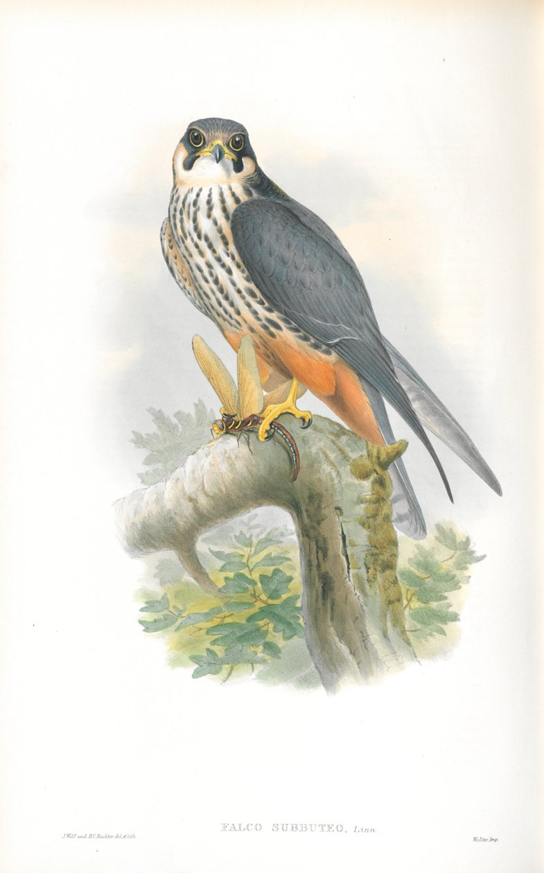 Falco Subbuteo (Hobi) İllüstrasyonu by John Gould