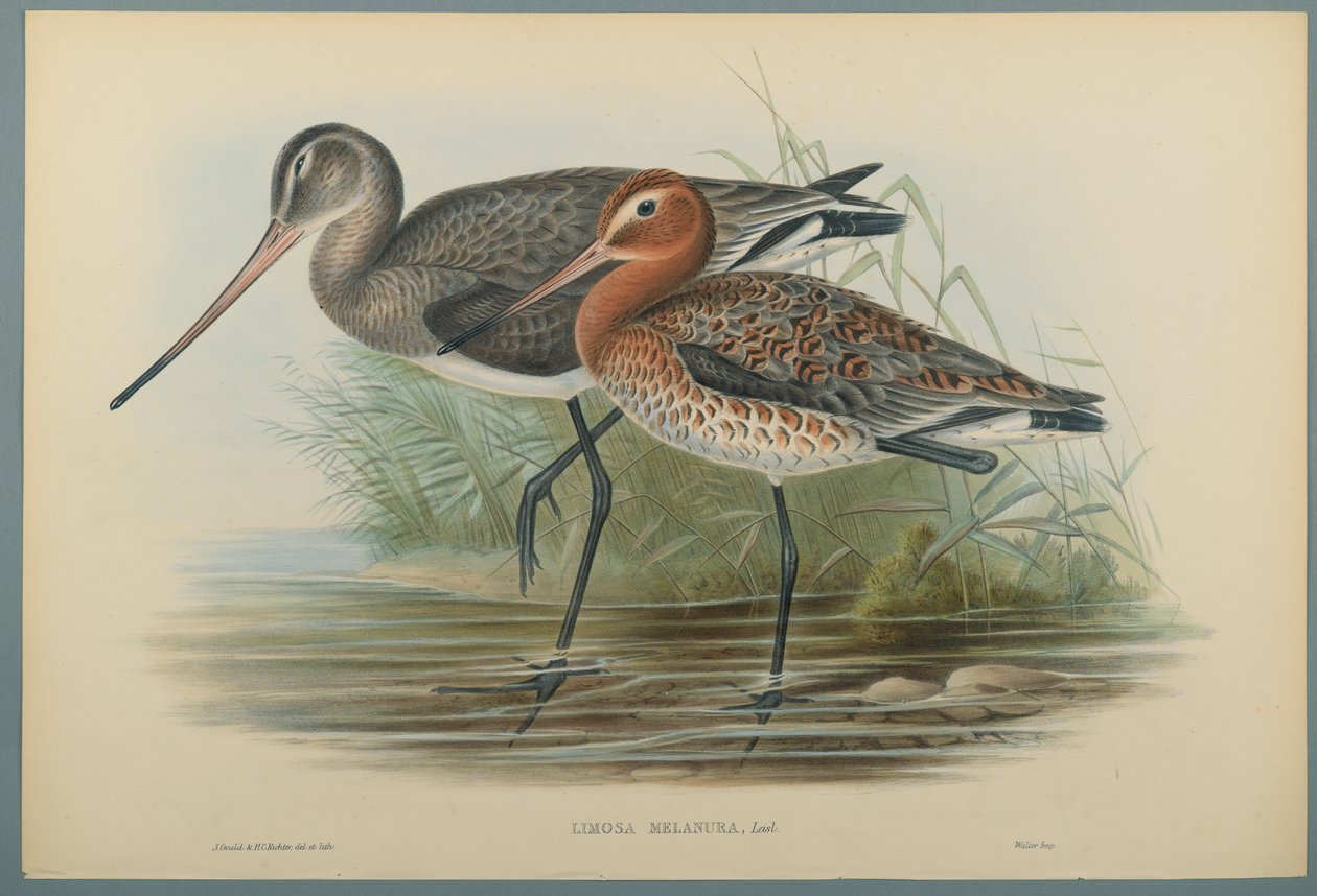 Lurinosa Melanura (dokuma kağıt üzerinde renkli lito) by John Gould